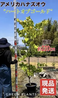 アメリカハナズオウ フォレストファンシー 接木6年生 2.3m大苗 - メルカリ