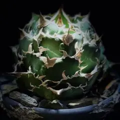 アガベ ホリダ 極上株 極上強刺 Agave horrida 球状株 - メルカリ
