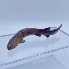 チョコエッグ 日本の動物 第1弾 ラブカ【海洋堂】ブック有・リスト無のサムネイル