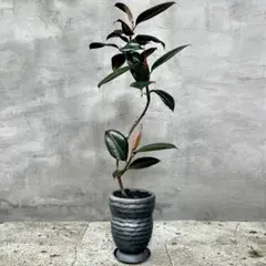 大型　幹極太　フィカス　ソフィア　スタンド仕立て　陶器鉢　植え込み発送 大型 幹極太 フィカス ソフィア スタンド仕立て 陶器鉢 植え込み発送