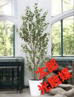 ① 東京都内23区配送無料】定価30万 植物 シンボルツリー シマトネリコ