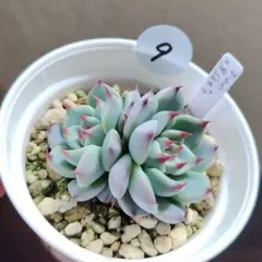 多肉植物　ざわわ×黒爪ザラゴーサ　⑨