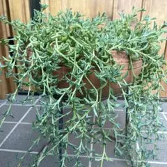 ドルフィンネックレス 多肉植物 10本