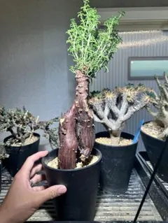 メストクレマ★アルポリフォルメ★塊根植物★コーデックス★発根済み鉢ごと発送 メストクレマ アルボリフォルメ / Mestoklema arboriforme no.51