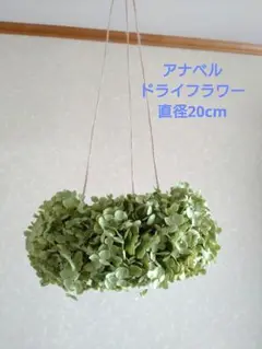 アナベル フライングリース　直径約20cm