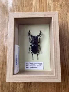 昆虫標本】コーカサスオオカブト ガラスケース入り - メルカリ
