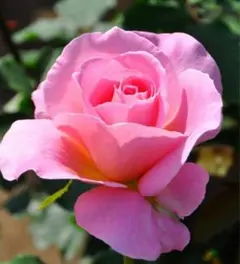 バラ苗 希少 切花品種 四季咲き 豪華 薔薇苗 - メルカリ