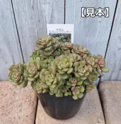 2025年最新】プロリフィカ錦の人気アイテム - メルカリ