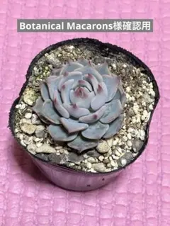 Botanical Macarons様 リクエスト 2点 まとめ商品