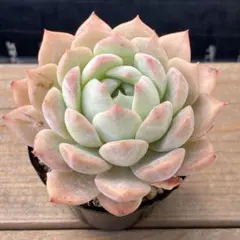 nico◡̈⃝︎⋆︎*様 リクエスト 2点 +1苗　まとめ商品