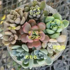 2025年最新】ぼのぼのさん苗の人気アイテム - メルカリ