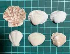 【8】貝殻　色々　約2cm〜約3cm
