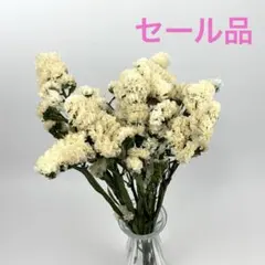 ✤スターチス✤ソロモン✼ニュアンスカラー✼ドライフラワーおまけ付き
