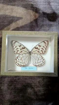 2026年最新】昆虫 標本の人気アイテム - メルカリ