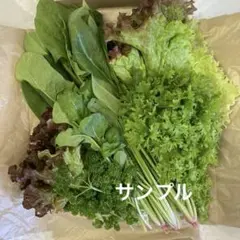 新鮮なリーフレタスとほうれん草などの野菜セット　ネコポス