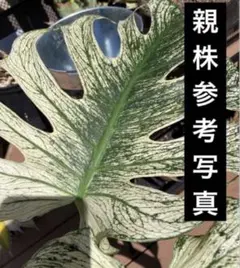 モンステラ デビルモンスター MONSTERA DEVIL MONSTERのサムネイル