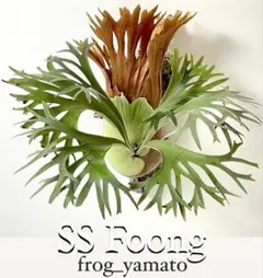 2025年最新】ss foongの人気アイテム - メルカリ