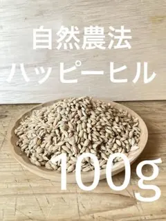 もち種籾 300g ハッピーヒル代用の陸稲種子 稲作に挑戦！楽しむ米作り