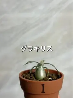 パキポディウム グラキリス 塊根植物 コーデックス 国内実生 象牙宮 鉢
