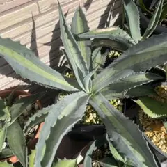 エクスパンサパリーダ アガベ プロトアメリカーナ レモンライム エクスパンサパリーダ