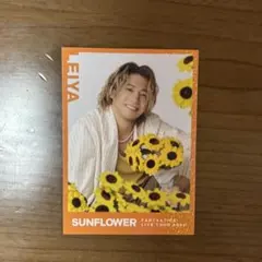 瀬口黎弥 フォトカ シクレ