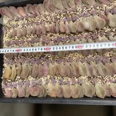 2025年最新】葉挿しの人気アイテム - メルカリ