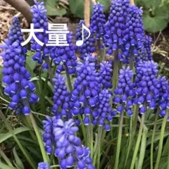 えだまめ様 専用 珍しい系のムスカリ球根セット 3種類カラフル - メルカリ