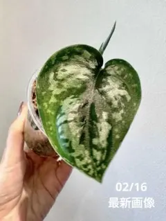 2026年最新】Scindapsusの人気アイテム - メルカリ