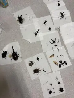 2026年最新】カブトムシ 標本の人気アイテム - メルカリ
