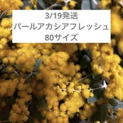 3/19発送 パールアカシアフレッシュ 特別価格‼︎