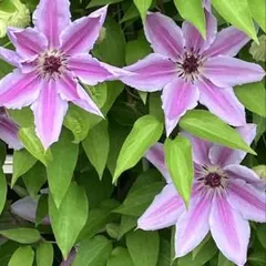 コグマ**様 リクエスト 3点 まとめ商品