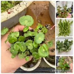 屋外ビオトープ5点セットのサムネイル