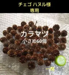 専用　カラマツ