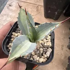 2026年最新】アガベ吉祥天の人気アイテム - メルカリ