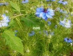 ニゲラ ブルー　種 200粒　ニゲラの種