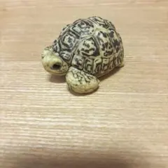 レプタイルズマグ ヒョウモンガメ - メルカリ