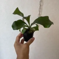 P.veitchii pedro tatsuta spore ビカクシダ - メルカリ