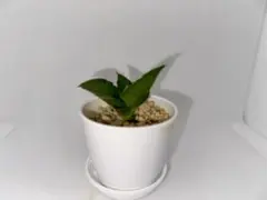 njhhhhu様 リクエスト 2点 まとめ商品