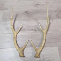 自然な色の角 二本セット　約52cm