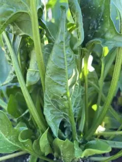 あやちん様専用です。新鮮野菜詰め合わせです