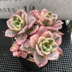 ♡♡ 多肉植物 大和の舞 ♡♡ 抜き苗 - メルカリ