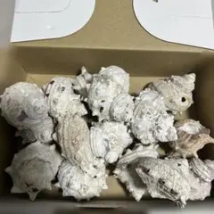 サザエ　貝殻　15個　約6cm前後位です