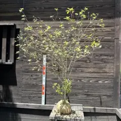 ツツジ ヤシオツツジ 苗木 植木 庭木 白花 ゴヨウツツジ NO1 - メルカリ