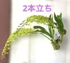 グラマト フィラム 2本立ち 花付き 洋蘭 吊り仕立て １株お値段 訳あり グラマトフィラム 吊り仕立て 花付き2本立ち 夏の洋ラン ③