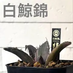 2026年最新】白鯨 縞斑の人気アイテム - メルカリ