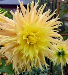 mituko様 リクエスト 2点 まとめ商品