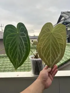 Anthurium KOS butterfly - メルカリ