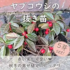 ズーミンママ様 リクエスト 2点 まとめ商品 ヤブコウジ5芽 オカトラノオ5本