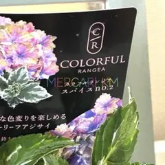 かぺ様 リクエスト 2点 まとめ商品　紫陽花　アジサイ　サプライズ　スパイス 楽天市場】【数量限定】紫陽花 サプライズ 5号鉢 鉢植え ギフト