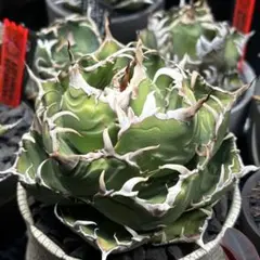 多肉植物 アガベ チタノタ 烈焔 美株 大株 発根済 - メルカリ